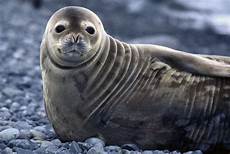 Oil Filter Seal
