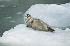 Seals
