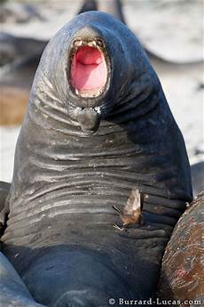 Seals