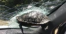 Windshield Glass